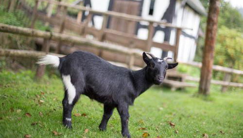 Bio Ferienbauernhof Voß - Foto 4