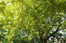 Karya House - Photo 7