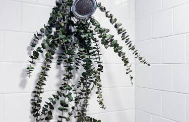 Wildland Zen Den Tiny House Retreat with Fireplace Grill AC Hammock Record Player Musical Instruments Pets OK - Foto 24