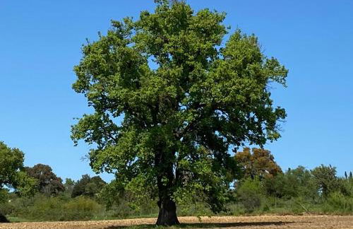 Tenuta Le Mandorlaie, Agriturismo in Scansano - Foto 47