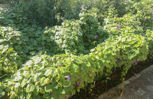 Amarylis Apartments - Foto 43