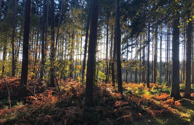 Enticing Holiday Home in Viroinval near Forest - Foto 38