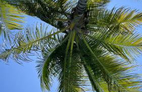 Piccioli - Kite Village Uruaú - Foto 16