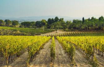 Fattoria di Magliano Winery - Foto 32