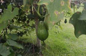 Chácara do Sossego - Foto 12