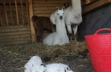 Pensjonat Przy Stajni - Foto 13