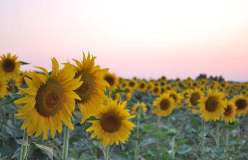 Il Murello - Photo 37