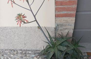 Appartamento in Cascina Cortazza - Foto 10