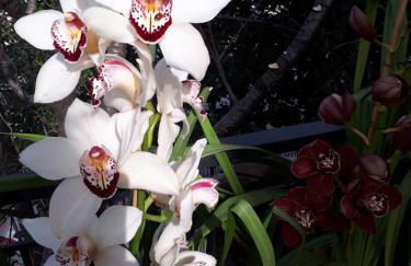 LUXURIOUS APPARTMENTS KATERINA - Foto 50