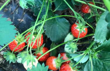 Agriturismo La Biandrina - Foto 101