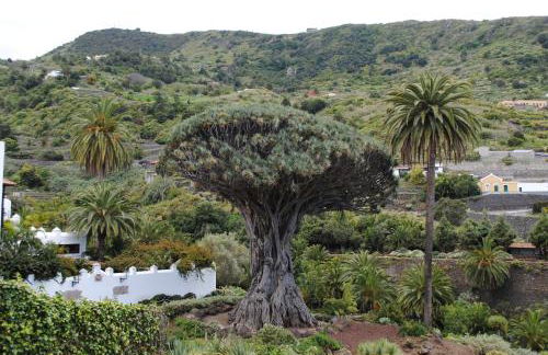 Finca Los Loros Icod de los Vinos - Foto 42