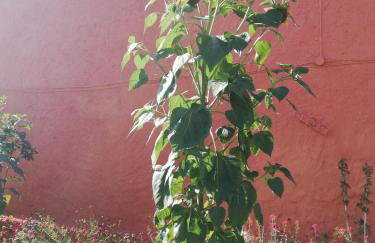 Folwark Malinowy Chruśniak - Foto 53