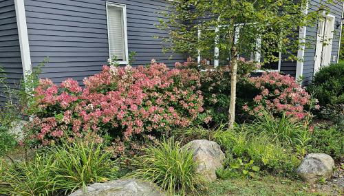 Frozen Jamaica - Foto 4