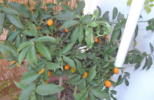 Sinfonia di Napoli - Foto 63