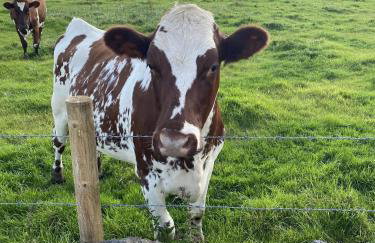 Craigmore Caravan - Foto 28