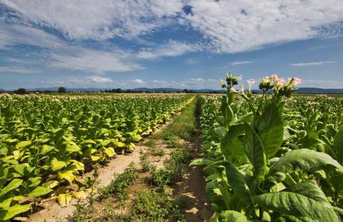 Ferienwohnung Ortenau - Foto 17