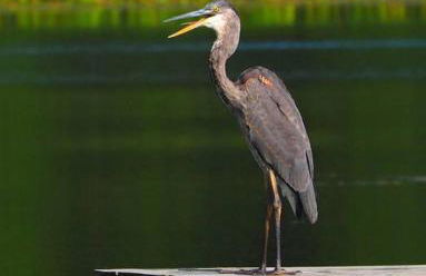 Silver Lake Cabin w/ Own Lake! (near Cooperstown) - Foto 65
