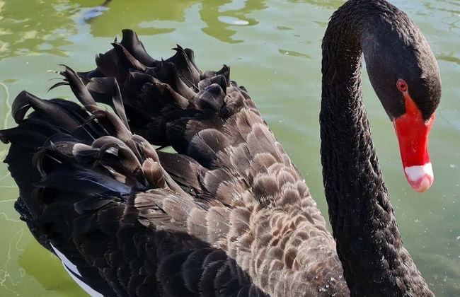 La Era de las Aves Zoo Ticket - Foto 7