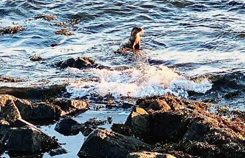 Magical Island cabin overlooking the sea - Foto 34
