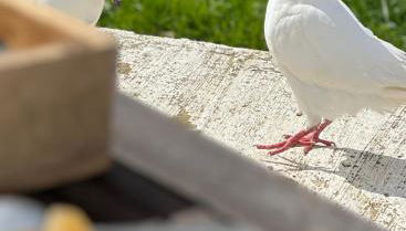 Manoir de La Barre Ceton - Foto 2