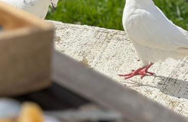 Manoir de La Barre Ceton - Foto 2