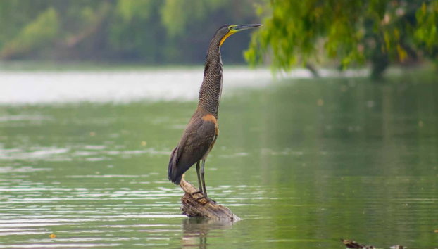 Paseo en barco privado por los Pantanos de Centla - Foto 3, Descubriendo el mundo de la ornitología