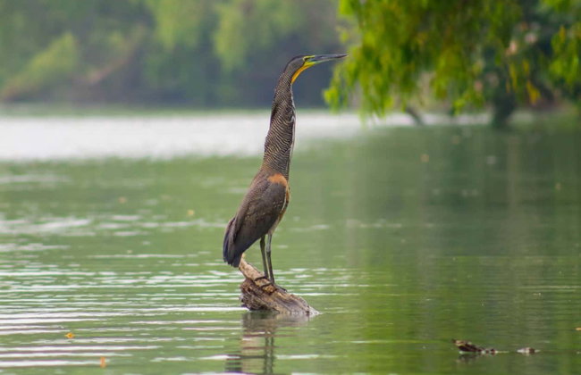 Paseo en barco privado por los Pantanos de Centla - Foto 3