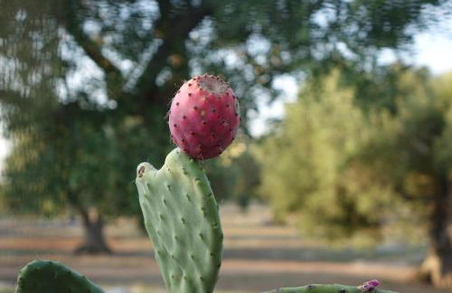 giardino del tempo - Foto 46