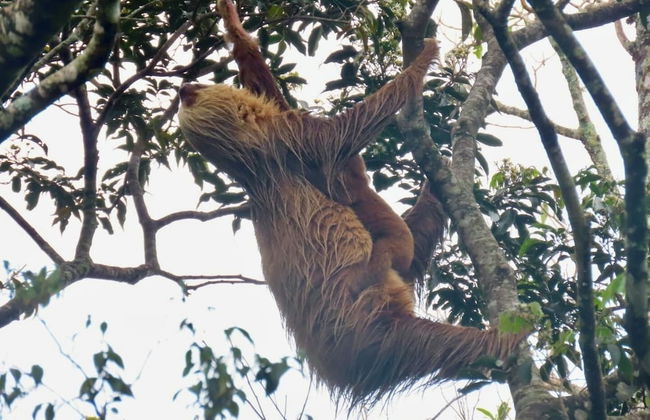 Monteverde Magic Mountain - Foto 34