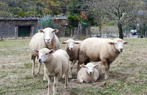 Apartamentos Rurales TIN TURISMO - Foto 70