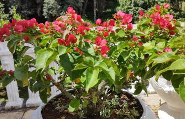 Vila da Sol Itaipava casas e estúdios - Foto 34