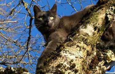 La Pause noble val - Foto 18