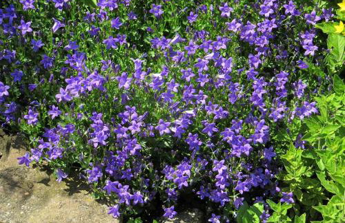 Plein Sud vue sur les Vosges et le vignoble - Foto 41