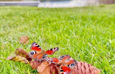 Dom Dwa Jeziora - Augustów - Photo 30