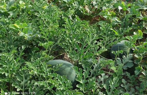 Quinta Damigo - Foto 68