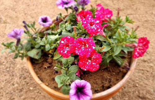 Ca la Pauleta - Foto 37