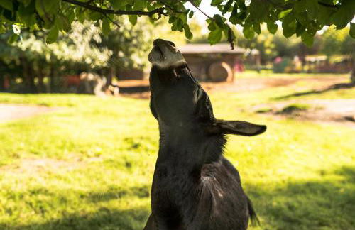 Agriturismo Tre Rondini - Foto 32