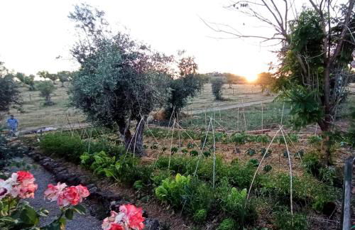 Herdade da Ordem - Foto 8