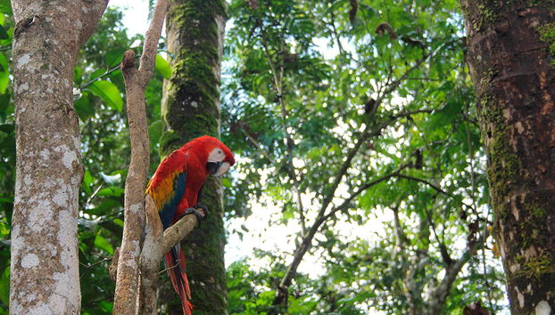 Wanderung im Lacandona-Regenwald auf Spanisch - Ab Palenque - Foto 4