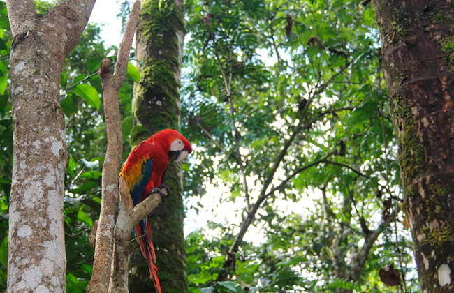 Passeggiata nella Foresta Lacandona in spagnolo - Da Palenque - Foto 4