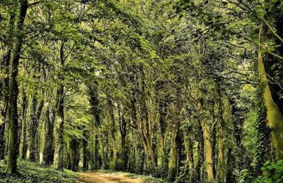 Nestledstays - The Oak - Photo 34