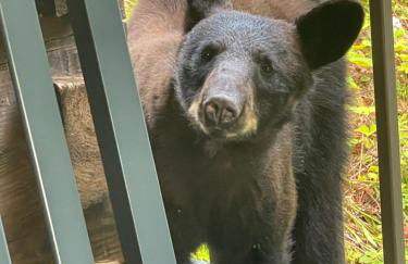 Bears Among Us - Foto 1