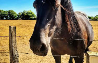 Manoir du Bois Joly - Gîte du Fournil - Foto 58