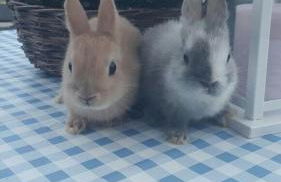 Ferienwohnung Süderfeld - Foto 29