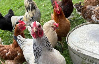 Hof Rabenstein Ostsee bei Kühlungsborn - Foto 34