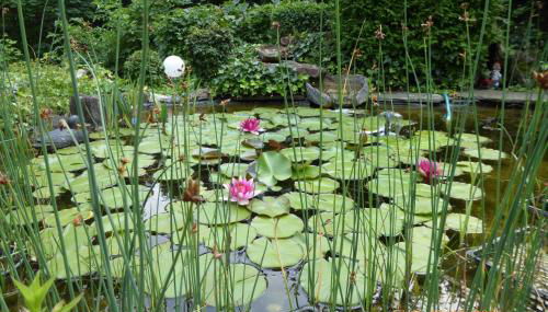 Ferienwohnung Habichtstal - Foto 5, Garden