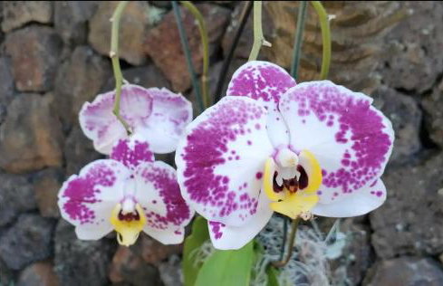 Prince Kuhio 110 - Foto 31