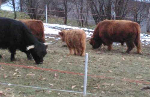 Baita Figliezzi - Foto 50