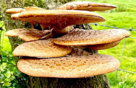 Sunset View one bedroom luxury cottage in an idyllic setting - Foto 49