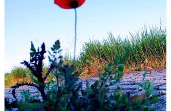 Serendipity - Foto 12